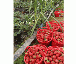 裕登草莓采摘基地